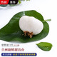 農(nóng)鮮淘 蘭州新鮮甜百合 甘肅蘭州特產(chǎn)十年生鮮百合現(xiàn)挖農(nóng)產(chǎn)品可炒菜燉湯 【鮮百合】1斤約12顆 試吃裝