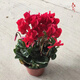 春花妙意仙客來(lái)盆栽室內花卉重瓣迎客來(lái)大花苗觀(guān)花植物 仙客來(lái) 紅色 不含盆