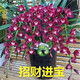 蘭花苗盆栽濃香四季開(kāi)花室內花卉植物大盆栽 進(jìn)寶【8棵苗】 不含盆
