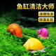 CRAZY PLANT蘋果螺除藻觀賞黃金螺淡水寵物魚缸清潔工具螺清缸螺小蝸牛寵物 清缸組合蘋果＋黃金共6粒