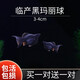瘋狂水草米奇魚(yú)瑪麗活體胎生小型淡水觀(guān)賞魚(yú)水族箱熱帶耐活孔雀魚(yú)同款魚(yú)苗 黑瑪麗球【4條】