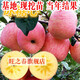 素顏 蘋(píng)果樹(shù)苗盆栽矮化嫁接紅富士蘋(píng)果苗地栽庭院室陽(yáng)臺糖心紅肉蘋(píng)果 冰糖心蘋(píng)果樹(shù)苗木