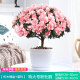 【莎之槿園藝】杜鵑花苗盆栽帶花苞四季開(kāi)花不斷室內(nèi)觀花卉綠植植物老樁大棵好養(yǎng) 特大盆粉色杜鵑花+仿木桶盆+底托(帶花苞發(fā) 含盆