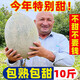 海南哈密瓜新鮮應(yīng)季水果一箱哈蜜瓜甜脆香瓜甜瓜網(wǎng)紋瓜現(xiàn)摘 哈密瓜帶箱 9-10斤（3-5個）