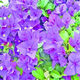 三角梅苗三角梅花卉室內(nèi)陽(yáng)臺(tái)植物盆栽陽(yáng)臺(tái)地栽重瓣爬藤盆景大苗 長(zhǎng)期長(zhǎng)久 四季循環(huán)開花 晴空3年苗 默認(rèn)