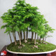 花e流水杉樹樹苗盆景日式風格綠植盆栽小綠植微型植物水杉小造型苗捷成 40厘米高10棵-F88