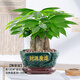 手耕田三桿發(fā)財樹(shù)盆栽好養易活辦公室內植物辦公室客廳綠植小盆景樹(shù)花卉 三桿發(fā)財樹(shù)-財源廣進(jìn)（新款） 含盆