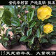 秋穎廣西防普防城金花茶名貴黃色茶花樹(shù)苗盆栽庭院室內嫁接原生沒(méi)花苞