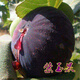 特大耐寒無(wú)花果樹苗盆栽矮化四季種植當(dāng)年結(jié)果南方北方陽(yáng)臺(tái)庭院種  無(wú)花果 果苗 紫玉果 3年苗當(dāng)年結(jié)果
