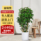 綠韻花田【2小時(shí)達】發(fā)財樹(shù)虎尾蘭幸福樹(shù)平安樹(shù)喬遷好養綠植開(kāi)業(yè)喬遷送禮 金錢(qián)兜