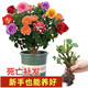 玫瑰月季花苗老樁特大植物室內外盆栽陽臺四季開花卉不斷好養(yǎng)易活 精選老樁混色5顆裝