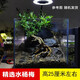 逸樂(lè )寵水楊梅植物魚(yú)缸造景老樁擺件烏龜缸觀(guān)賞水培綠植造景全套古法養魚(yú) 水楊梅一棵 高約25cm左右 精選株型