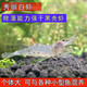 文枝觀(guān)賞除藻工具蝦秀麗白蝦花腰蝦草蝦活體原生清潔草缸冷水淡水好養 秀麗白蝦3-5厘米15只包活12只