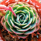 花絡(luò )閣 韓趣多肉 玉碟 石蓮花 多肉植物 陽(yáng)臺綠植盆栽花卉 趣味多肉 辦公桌植物 4公分左右
