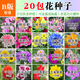 波思菊四季播易種植孑室內外家庭陽(yáng)臺盆栽春秋花卉花籽種子套餐種子 B版20包花種子(春播)