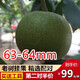 老農(nóng)哥【現(xiàn)貨】淶水文玩核桃賭青皮麻核桃產(chǎn)地大樹果獅子頭把件新果 雞心63-64mm一對