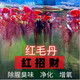 BM紅毛丹浮萍水浮蓮水草生植物池塘魚(yú)缸造景養殖凈化水質(zhì)水培淡水 紅招財 5株+2株
