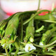 良鄰和優(yōu)  水性楊花 云南特產(chǎn)海菜 水性楊花菜 大理洱海海菜花 1000g