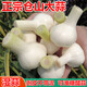 果木島【鮮蒜】25年蒼山大蒜新鮮大蒜山東白皮大蒜腌糖醋蒜現(xiàn)挖濕蒜嫩蒜 2500g