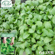 壽禾 20天雞毛菜種子四季小青菜秋冬季蔬菜小白菜油菜上海青陽(yáng)臺菜籽 卓嫩雞毛菜種子60g約1.2萬(wàn)粒