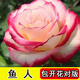 8年玫瑰老樁花苗玫瑰盆栽花卉觀賞花植物陽臺室內室外盆栽地栽花老樁薔薇花多次開花 魚人 【9號】5棵裝 不含盆