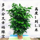 墨寶幸福樹綠寶樹盆栽四季綠植室內(nèi)植物 分叉多頭1到1.1米 不含盆