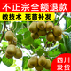正宗四川紅心獼猴桃樹(shù)苗嫁接苗南方種植盆栽水果樹(shù)苗彌猴桃苗果苗 (紅陽(yáng))紅心獼猴桃 4年苗