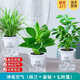 櫻霞【順豐上門】花卉植物室內(nèi)桌面凈化空氣水培小綠植好養(yǎng)活驅(qū)蚊盆栽 吊蘭+金鉆+七葉蓮 帶盆