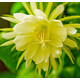 曇花苗桌面陽(yáng)臺盆栽綠植花卉曇花苗俗稱(chēng)月下美人 金雀 3年苗