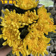 惜林園菊花帶花苞盆栽耐寒四季開(kāi)室內多頭千絲陽(yáng)臺庭院花卉植物乒乓菊 荷蘭菊黃色 不含盆帶花苞發(fā)貨