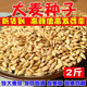 食芳溢新農(nóng)家?guī)ど篼溋?種子做麥芽糖大麥苗榨汁炒大麥茶釀酒麥子 發(fā)芽用帶殼大麥5斤