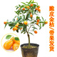 素顏金桔樹(shù)苗水果樹(shù)苗 陽(yáng)臺庭院盆栽地栽脆皮金桔帶果四季種金桔苗 金桔【3年苗】帶花發(fā)貨 30cm(含)-40cm(不含)