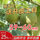 老農(nóng)哥【現(xiàn)貨】賭青皮文玩核桃麻核桃獅子頭原果大官帽虎頭青果現(xiàn)摘 獅子頭59-60mm一對