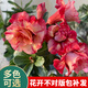 臨雅沙漠玫瑰盆栽重瓣老樁花期超長(zhǎng)花卉綠植物室內(nèi)四季好養(yǎng)活源頭直發(fā)