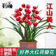 劉閣蘭花劉閣蘭花苗 新品荷瓣大花 冬帶花苞出售好養花卉入門(mén)優(yōu)選 江山美人4苗連體