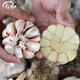 壽禾大蒜種子蒜籽山東蒜頭獨頭蒜微紫皮秋冬季紅皮本地蔬菜出蒜苔種 農家大蒜頭1.5斤