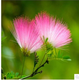 合歡樹(shù)苗絨花樹(shù)苗合歡小苗芙蓉花樹(shù)苗庭院觀(guān)賞樹(shù)苗綠化苗喬木觀(guān)花 粉花合歡 1公分粗
