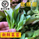 鹿凌青新鮮霜凍青菜苔 菜心白菜苔 甜糯嫩菜心 菜心綠色新鮮發(fā)順豐 5斤裝（青菜苔）