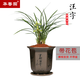 華香園【汪字】春蘭老八種之一蘭花苗濃香不帶花苞盆栽盆景耐陰綠植物 汪字 3苗帶花苞裸根發(fā)貨