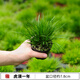 朵芮蜜金錢(qián)菖蒲苗微型盆景黃金姬虎須菖蒲植物辦公室盆栽四季常青綠植 銀色 虎須1年 帶盆栽好