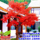 苗彩日本雞爪楓樹(shù)苗雞爪槭紅楓樹(shù)苗紅楓葉樹(shù)彩色植物變色紅葉樹(shù)風(fēng)景樹(shù) 3公分粗 81cm(含)-110cm(含)