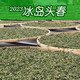 周聘號2023年冰島糯伍古樹頭春頭采普洱茶生茶散茶小分量精品禮盒裝100g