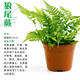 石光小站上水石吸水石植物假山盆景擺件微景觀綠植文竹澳洲杉鐵線蕨清香木菖蒲金絲荷葉銅錢草垂盆草袖珍椰子 狼尾蕨