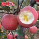 歐悟 嫁接蘋(píng)果樹(shù)苗 冰糖心蘋(píng)果苗庭院陽(yáng)臺盆栽地栽果樹(shù)苗南方北方種植 冰糖心蘋(píng)果 8年豐產(chǎn)壯苗（果實(shí)多）
