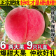 玫梔肥城水蜜桃山東泰安大壽桃脆甜肥城特產(chǎn)肥桃佛桃新鮮水果中秋禮盒 5-6兩 6-9個(gè)裝 禮盒裝