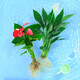 綠有意水培植物吉利紅室內花卉盆栽綠植九里香水養發(fā)財樹(shù)綠蘿富貴竹大全 紅掌1棵+白掌2棵+營(yíng)養液 不含盆