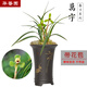 華香園春蘭老八種【萬(wàn)字】蘭花苗 幽香型 帶花苞辦公室內盆栽盆景 萬(wàn)字 一棵3苗 帶花苞 裸根發(fā)貨