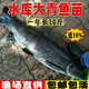 浙江螺螄青魚(yú)苗黑皖魚(yú)一斤大草魚(yú)苗青魚(yú)苗四大家魚(yú)苗養殖本地特大 青魚(yú)苗23-28厘米贈送10% 10條