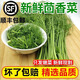 【順豐包郵】新鮮小茴香山東頭茬帶根嫩茴香包餃子包子綠色蔬菜 凈重二斤裝