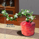 祺典飄枝六月雪盆景植物室內(nèi)桌面茶幾好養(yǎng)凈化空氣盆栽辦公室花卉綠植 精品六月雪簡裝【不含盆】
